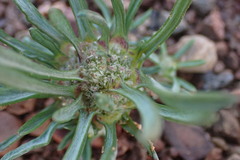 Ifloga anomala