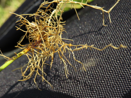 Image of Psoralea fascicularis by (c) Jeremy Gilmore, some rights reserved (CC BY)