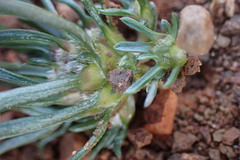 Ifloga anomala