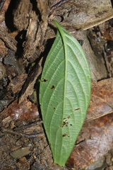 Ruellia tubiflora
