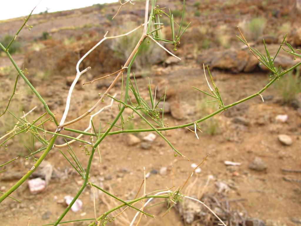 Desert Asparagus