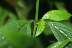 Ruellia tubiflora