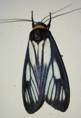 Macrobrochis prasena