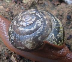 Sheldonia