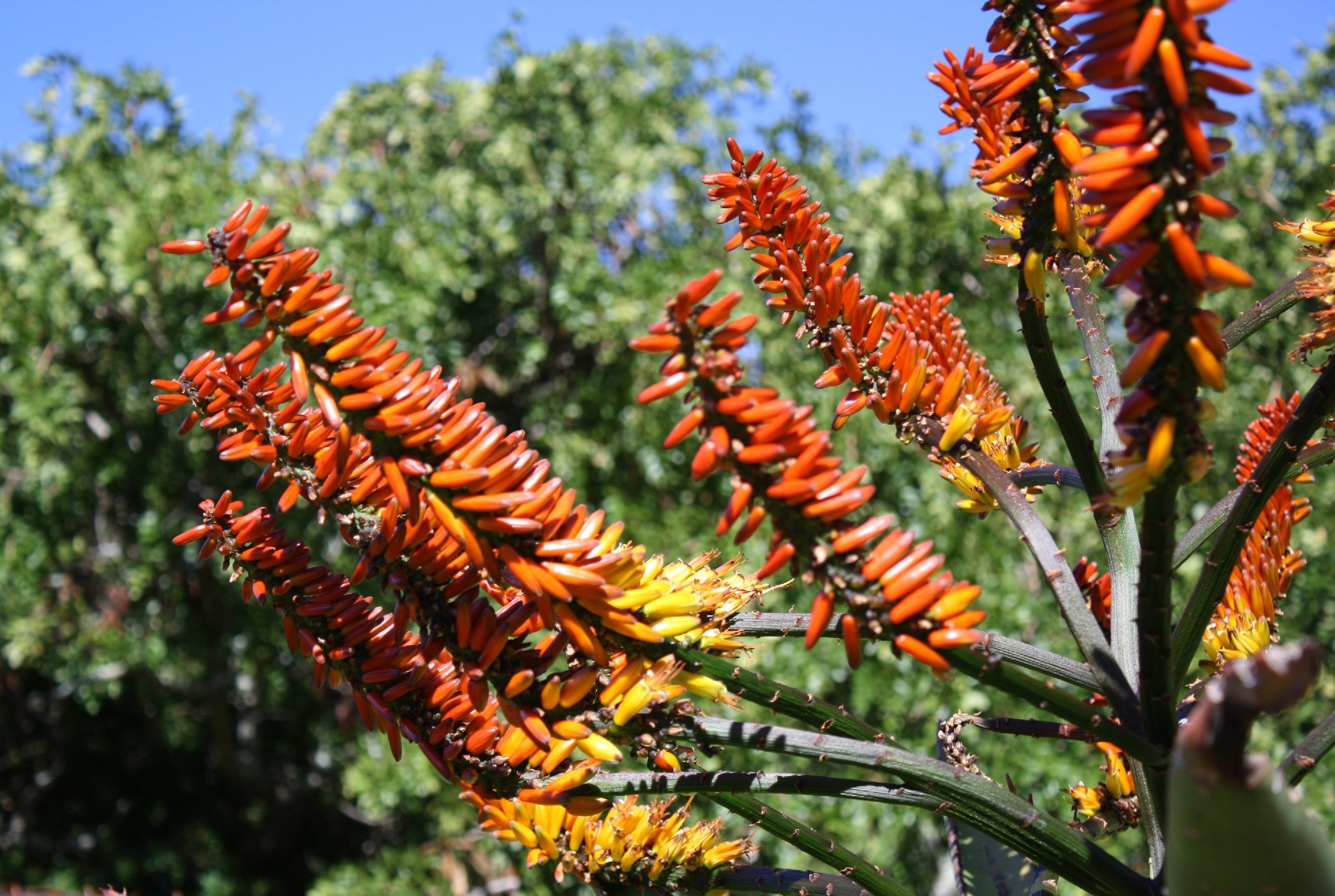 Aloe marlothii ssp. marlothii