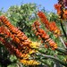 Aloe marlothii marlothii - Photo (c) Alan Horstmann, algunos derechos reservados (CC BY-NC), subido por Alan Horstmann