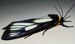 Macrobrochis prasena