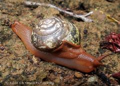 Sheldonia