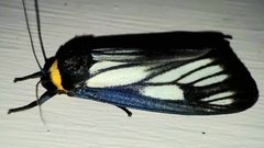 Macrobrochis prasena