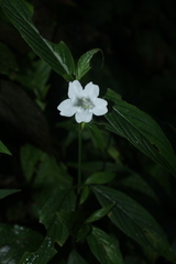 Ruellia tubiflora