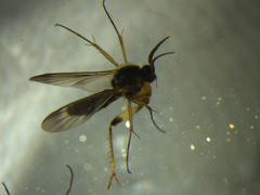 Allocotocera
