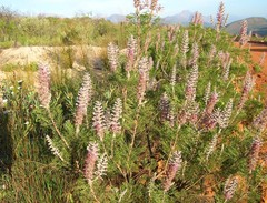 Paranomus bracteolaris