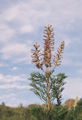 Paranomus bracteolaris