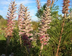 Paranomus bracteolaris