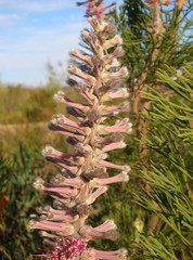 Paranomus bracteolaris