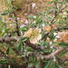 Monsonia salmoniflora - Photo (c) Lize von Staden, μερικά δικαιώματα διατηρούνται (CC BY-NC), uploaded by Lize von Staden