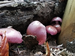 Cortinarius magellanicus