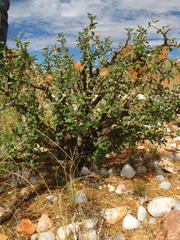 Monsonia salmoniflora