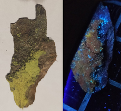 Chrysothrix chlorina