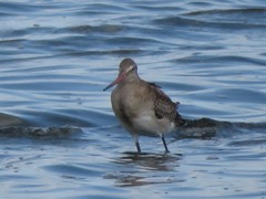 Limosa limosa