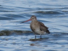 Limosa limosa