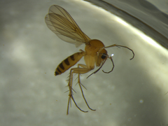 Mycetophila subspinigera