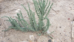 Halogeton