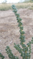 Halogeton
