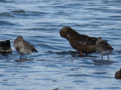 Limosa limosa