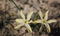 Moraea nana