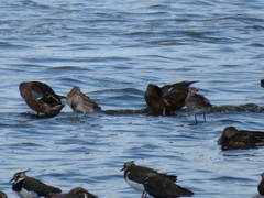Limosa limosa