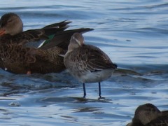 Limosa limosa