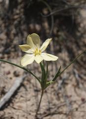 Moraea nana