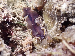 Pseudobiceros hancockanus