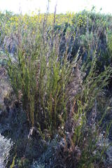 Rhodocoma fruticosa