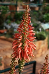 Aloe hardyi
