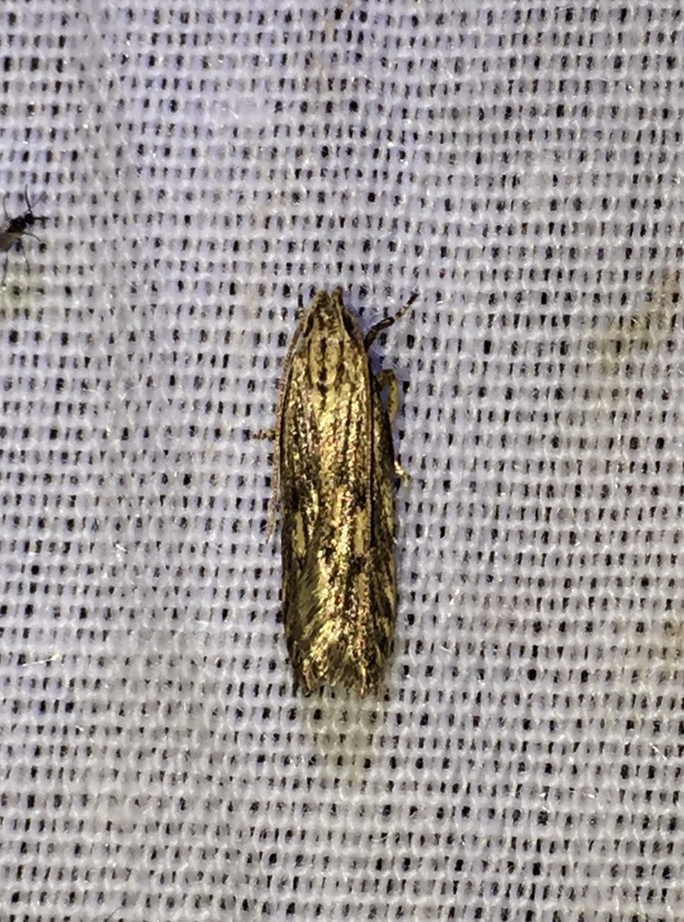 Spinitibia