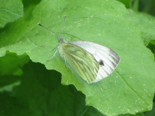 Green-veined White, Leidschendam, Nederland, photo 10 of 10