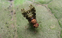 Homoneura trypetoptera