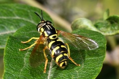 Chrysotoxum elegans