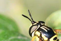 Chrysotoxum elegans