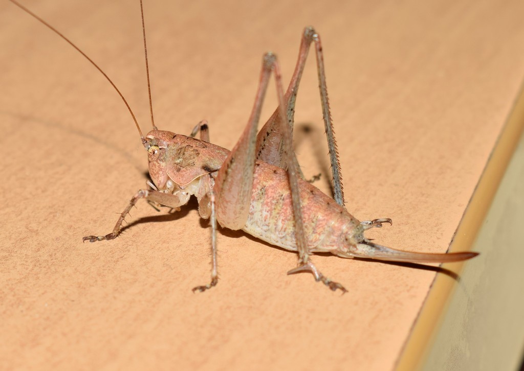 Rhacocleis distinguenda