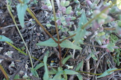 Nemesia calcarata