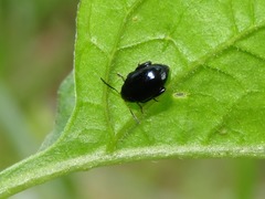 Psylliodes dulcamarae