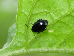 Psylliodes dulcamarae