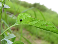 Psylliodes dulcamarae