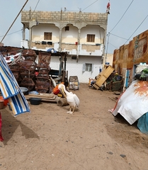 Pelecanus onocrotalus