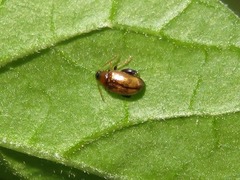 Psylliodes affinis