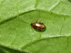 Psylliodes affinis