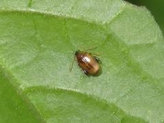Psylliodes affinis